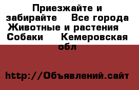 Приезжайте и забирайте. - Все города Животные и растения » Собаки   . Кемеровская обл.